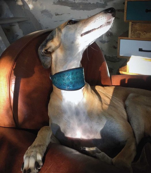 Blue leather greyhound collar