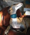 Blue leather greyhound collar