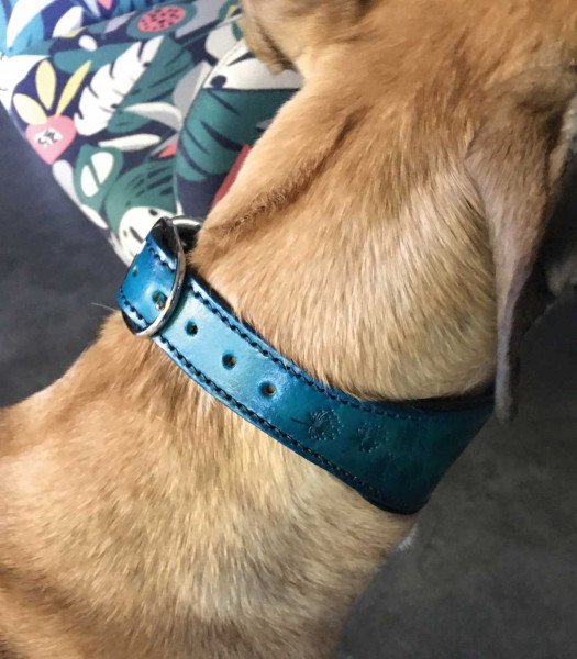 Blue leather greyhound collar