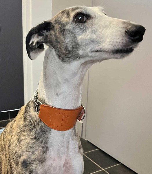 Collier dit "martingale" pour lévrier