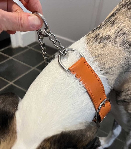 Collier chien cuir orange