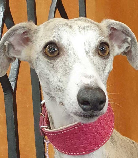 Pink engraved leather greyhound collar